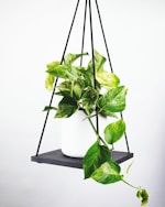 曼城足球俱乐部徽章